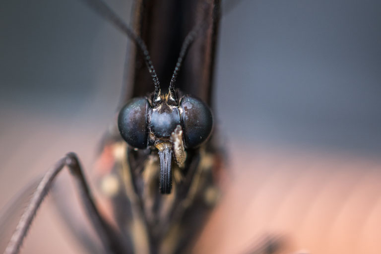 mosquito close up