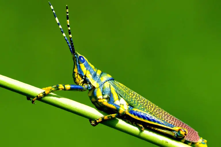 colorful little insect